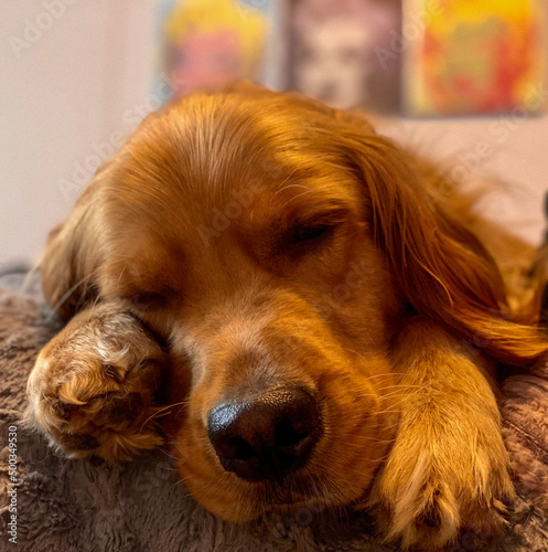 Golden Retriever Napping on Paws