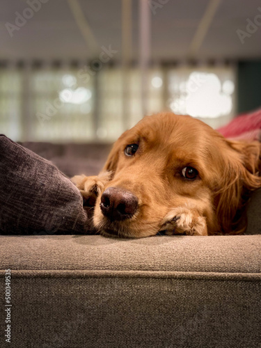 Golden Retriever watching from Couch