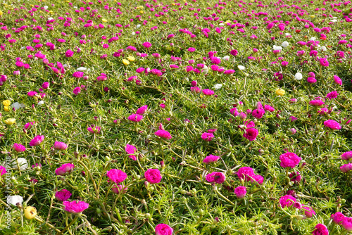 Many portulaca flowers growing and blooming in the garden.