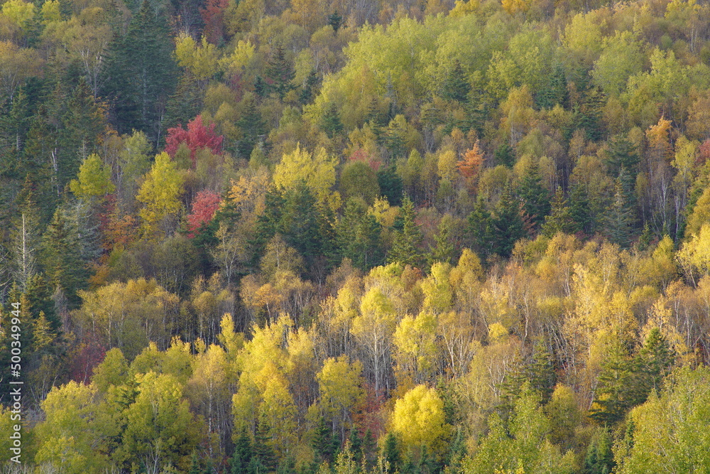 Autumn in the forest, Millvale, Prince Edward Island, Canada