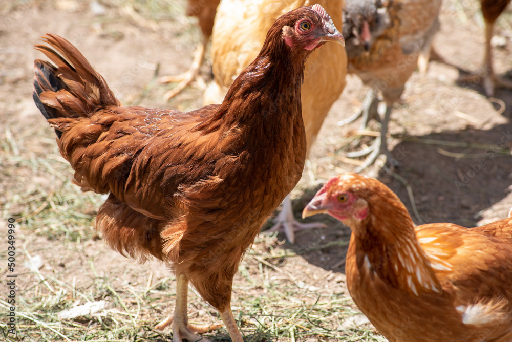 Fototapeta premium Chickens on the farm