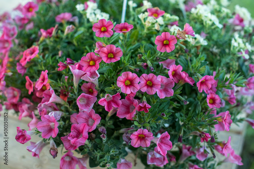 Pink Flowers