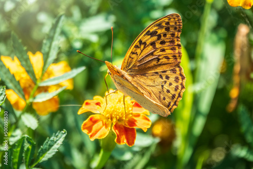 The dark green fritillary butterfly collects nectar on flower. Speyeria aglaja is a species of butterfly in the family Nymphalidae.