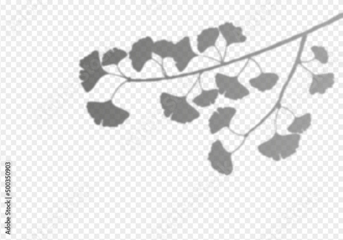 Ginkgo biloba leaves shadow overlay on transparent background. Foliage of tropical plants reflection on wall. Vector realistic illustration. EPS 10