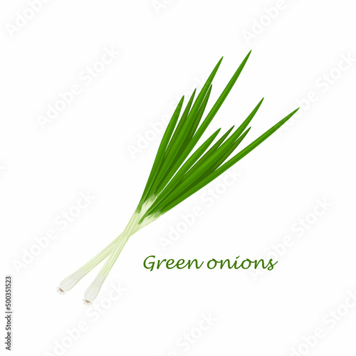 Green onions. Fresh green onions. The concept of healthy eating.Vitamin vegetable. Vector illustration of a bow
