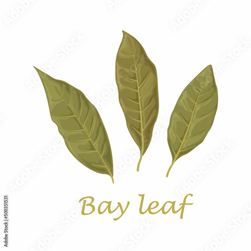 Bay leaf. Dried laurel leaves. Dried bay leaves. Leaves for seasoning. Vector illustration