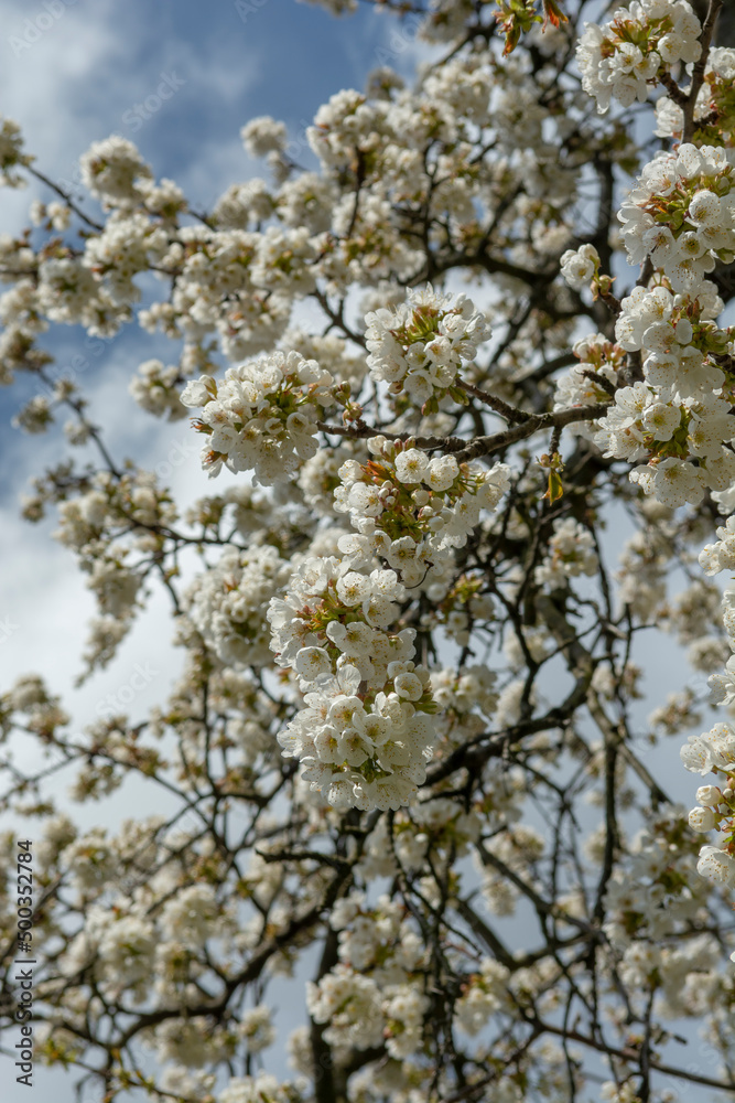 Cherry tree (Prunus) blossom in the spring. Blooming fruit tree in the garden. White flowers on the tree branch.