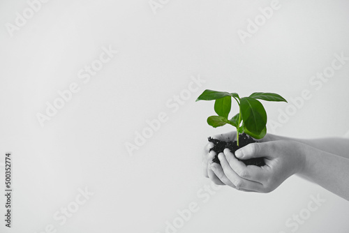 Hands of child holding youn...