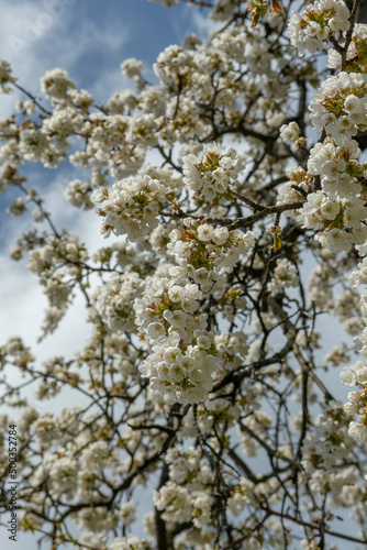 Cherry tree (Prunus) blossom in the spring. Blooming fruit tree in the garden. White flowers on the tree branch.