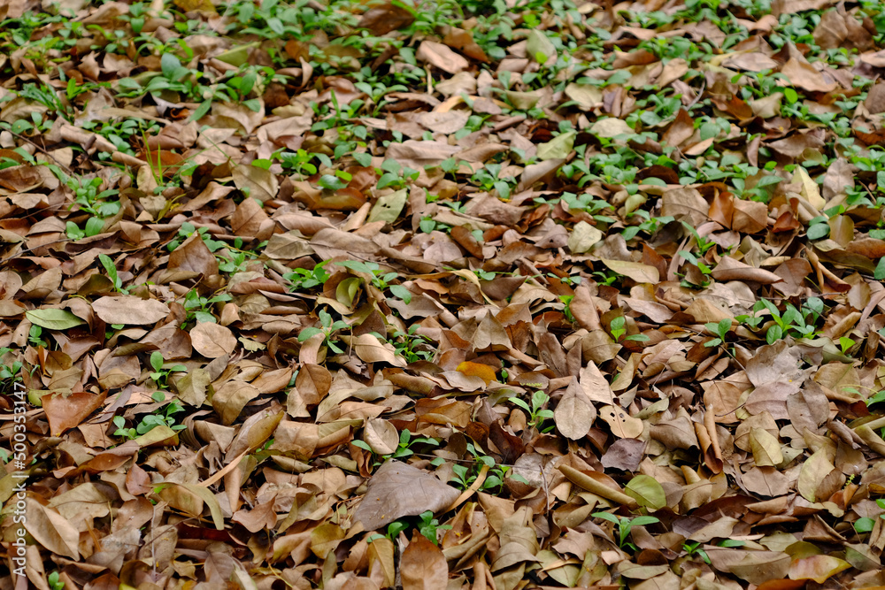pile of dry brown leaf on the ground in the park pile of dry brown leaf on the ground in the park