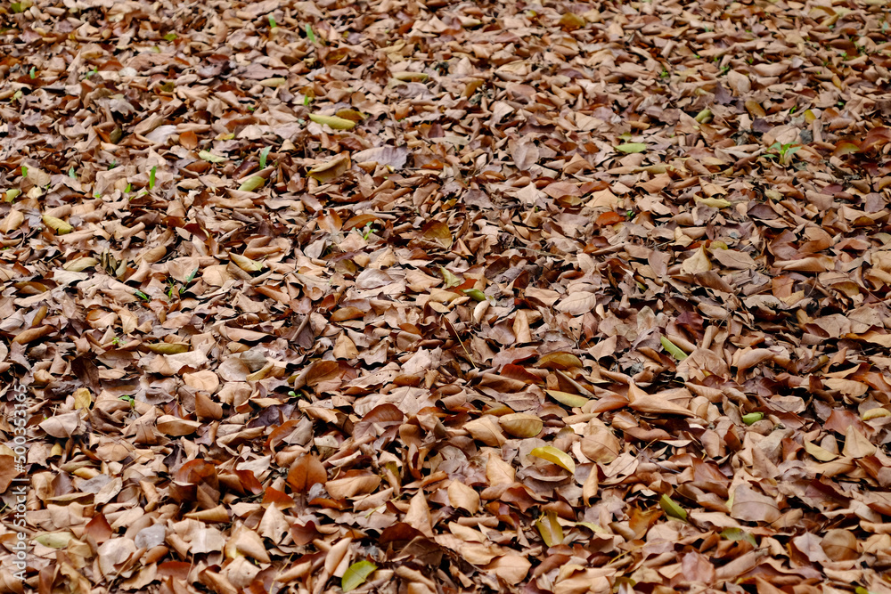 field of dry brown leaf falling on the ground in the park at autumn season field of dry brown leaf falling on the ground in the park at autumn season