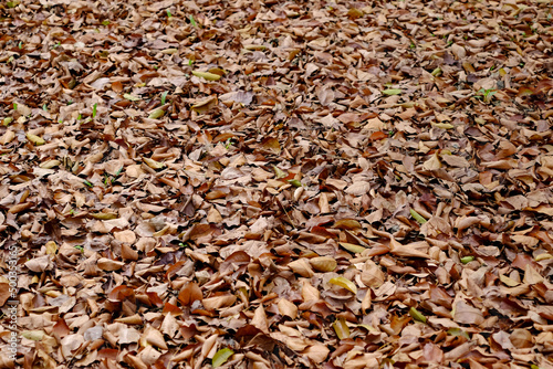 field of dry brown leaf falling on the ground in the park at autumn season