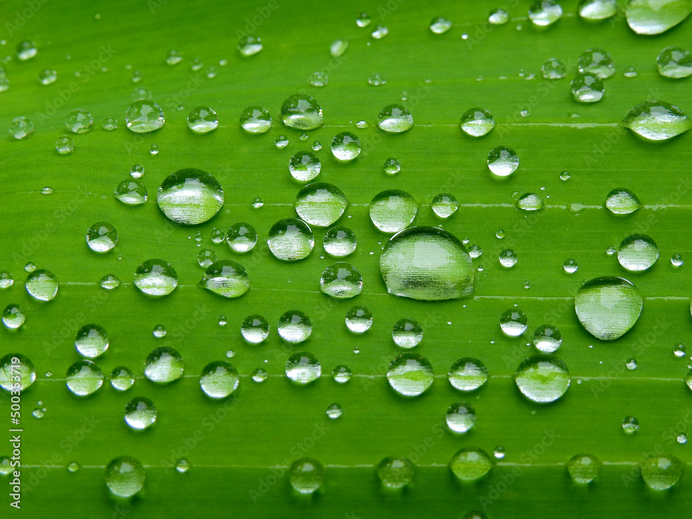 green banana leaf with water drop after rain