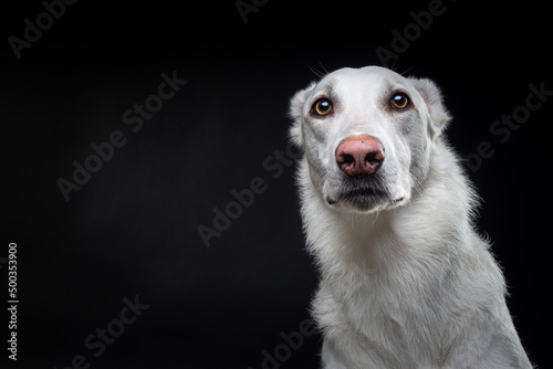 Portrait of a white dog, on an isolated black background.