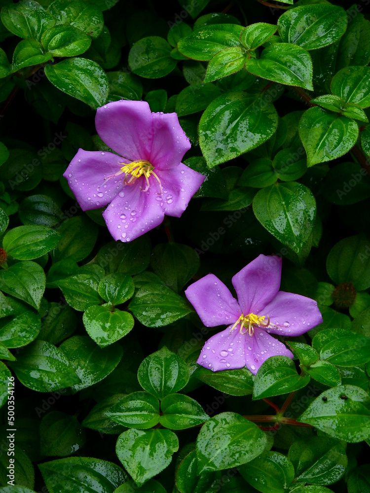 purple spanish shawl ( Heterocentron elegans (Schltdl.) Kuntze ) flower with water drops after rain, Ornamental garden plants purple spanish shawl ( Heterocentron elegans (Schltdl.) Kuntze ) flower with water drops after rain, Ornamental garden plants