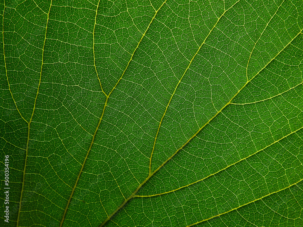 Natural of green leaf texture in the spring season Natural of green leaf texture in the spring season
