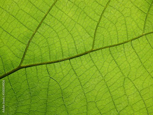 macro shot of green teak leaf texture