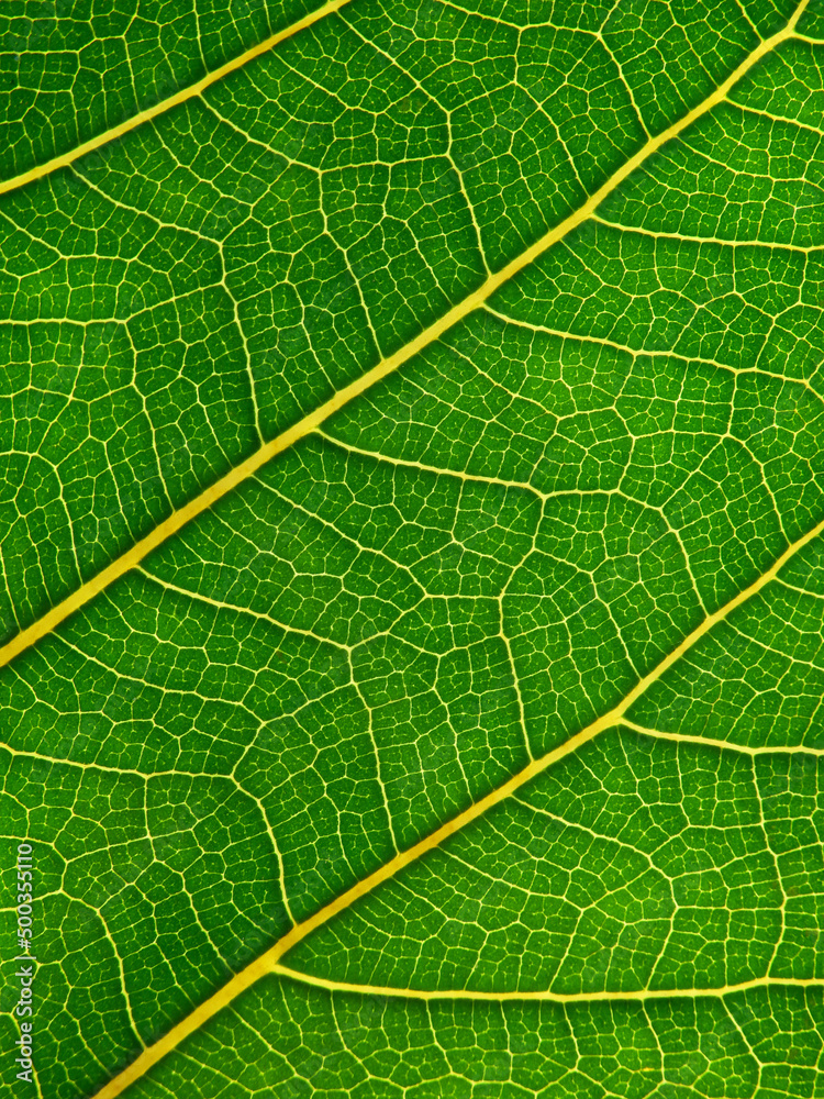green leaf texture with lines of vein, natural background green leaf texture with lines of vein, natural background