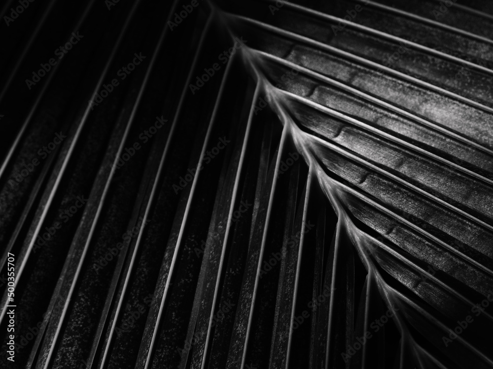 close up black and white coconut leaf texture