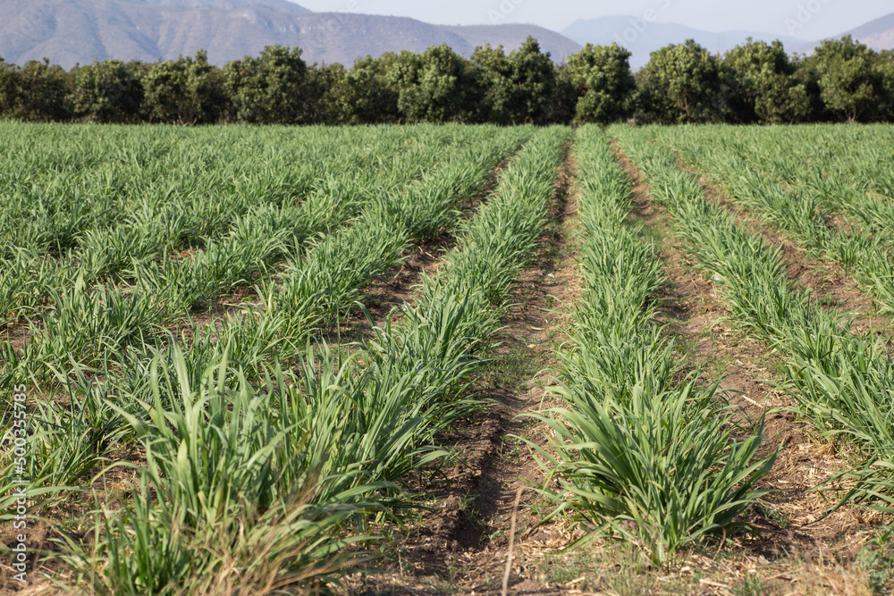 cane reed field in an open field cane reed field in an open field