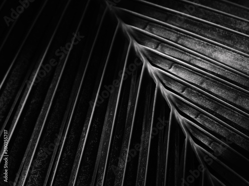 close up black and white coconut leaf texture