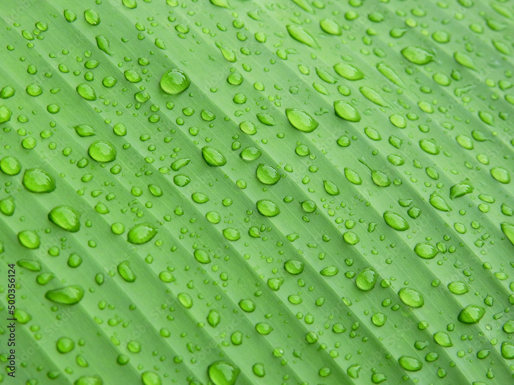water drops on green banana leaf texture after rain