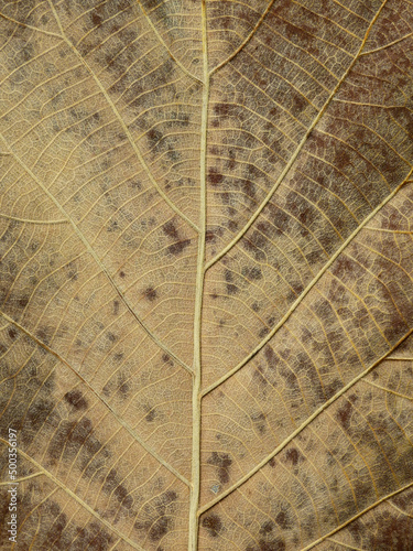 dry brown leaf texture   teak leaf  