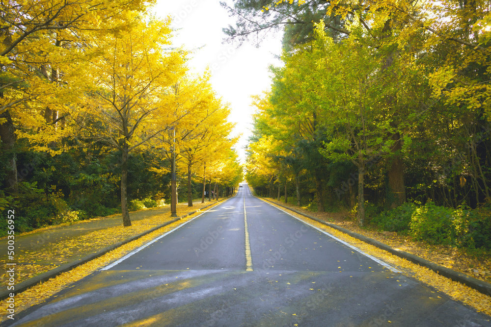 Obraz premium 단풍 길