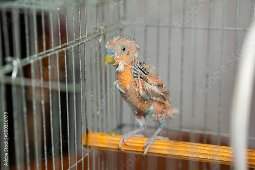Budgerigar got sick. Pet budgie without feathers in cage at home. Little parrot with health problem.