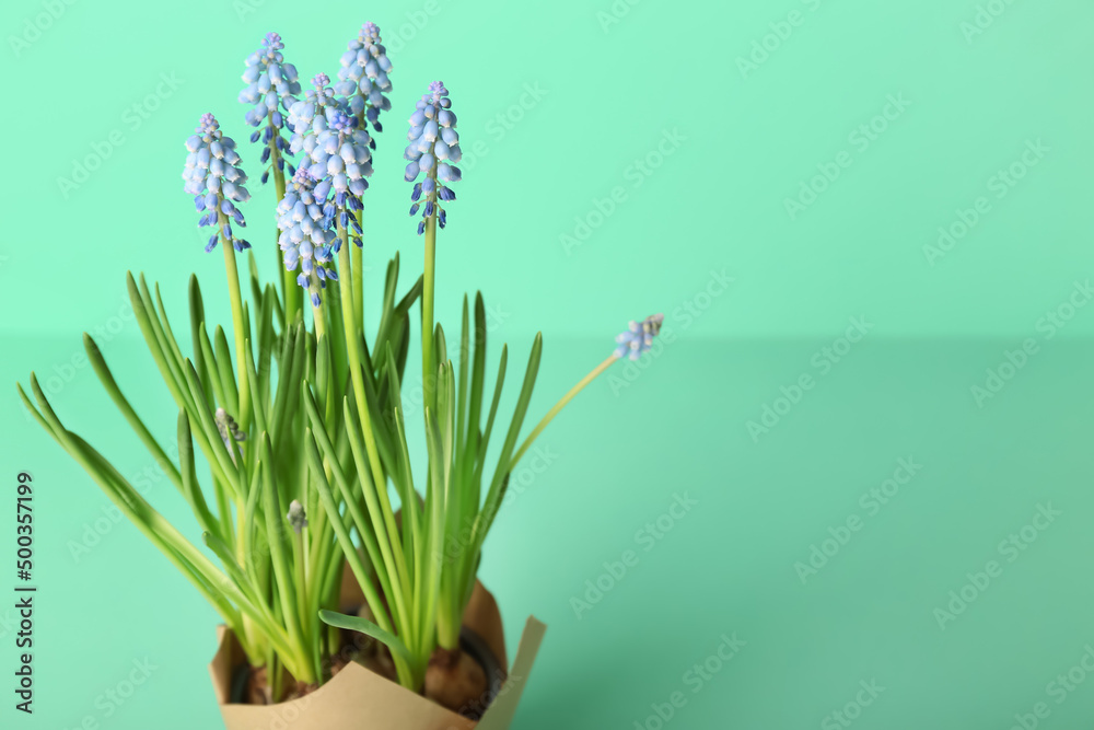 Fototapeta premium Pot with blooming grape hyacinth plant (Muscari) on turquoise background