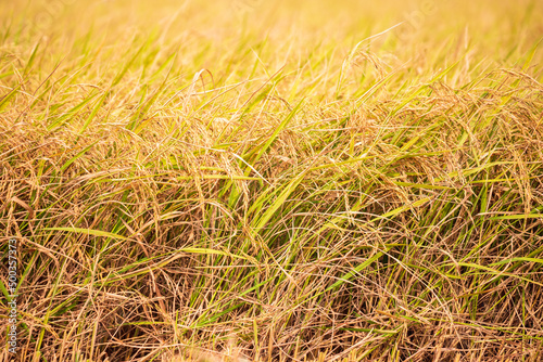 Yellow ears of rice ready for harvest in Asia, Thailand.