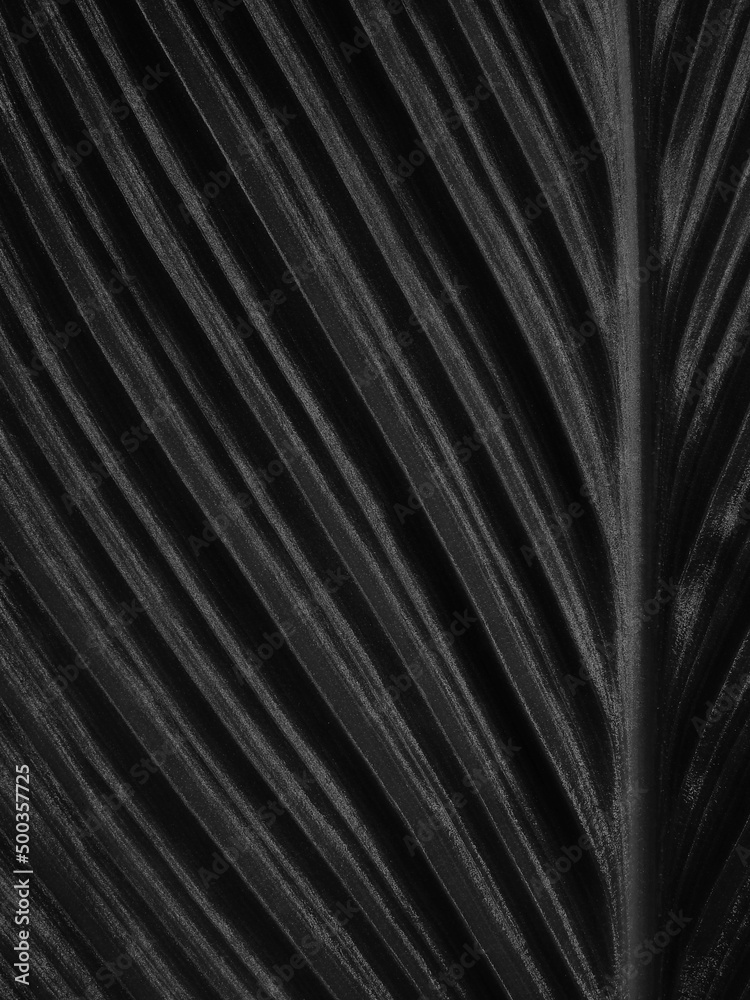 Obraz premium Natural dark black leaf texture closeup background