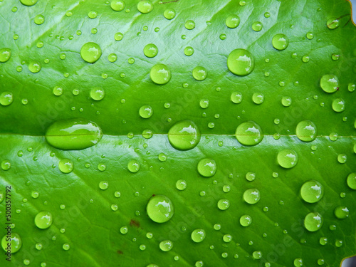 close up water drops on green lotus leaf texture