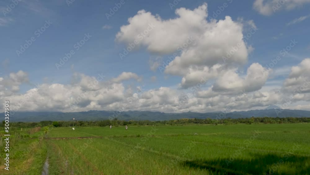 The expanse of rice plants in unfruitful fields, green leaves, mud, water and bright sun The expanse of rice plants in unfruitful fields, green leaves, mud, water and bright sun