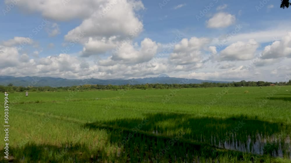 The expanse of rice plants in unfruitful fields, green leaves, mud, water and bright sun The expanse of rice plants in unfruitful fields, green leaves, mud, water and bright sun
