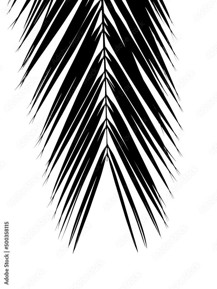 Obraz premium silhouett leaf of Silver date palm tree ( Phoenix sylvestris (L.) Roxb. ) isolated on white background
