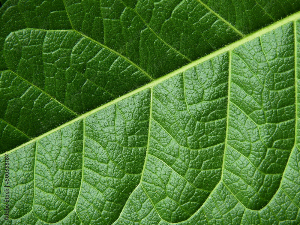 Fototapeta premium close up green leaf of purple wreath ( Petrea volubilis L. )