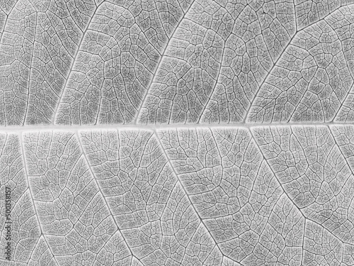 vein of white leaves texture