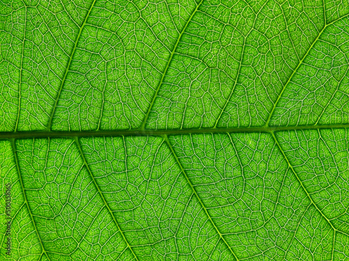 close up green leaf of purple wreath ( Petrea volubilis L. )