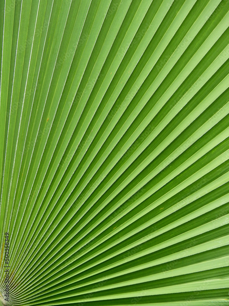 close up green palm leaf texture close up green palm leaf texture