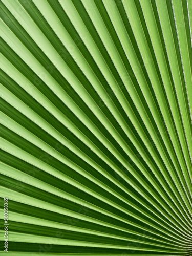 close up green palm leaf texture © srckomkrit