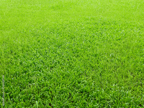 field of green grass on the lawn