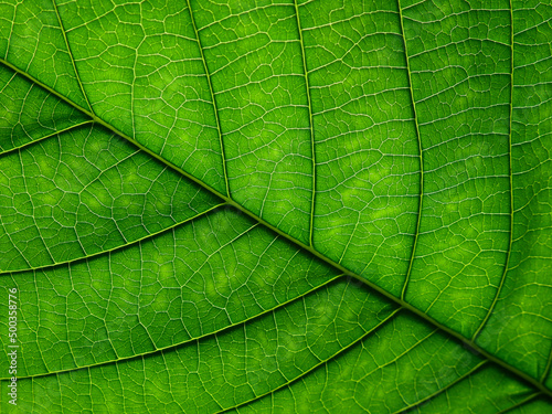 green leaf texture, macro shot of natural background