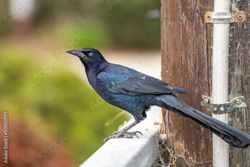 Great-tailed Grackle (male) sits on a fence.