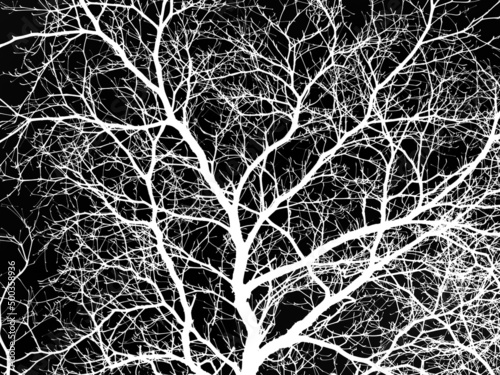 abstract white dry branch of tree isolated on black background