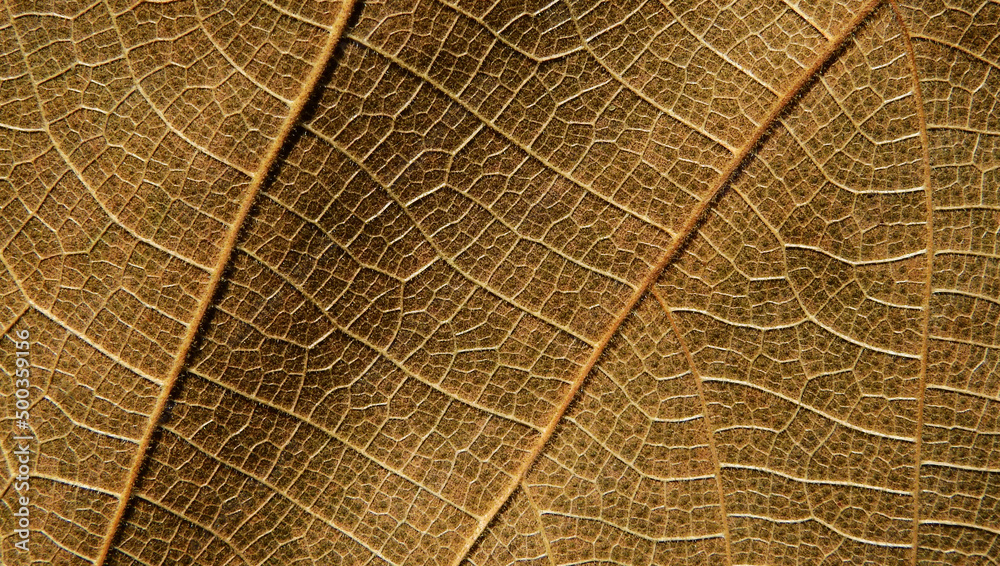 Fototapeta premium macro shot vein of dry leaf texture
