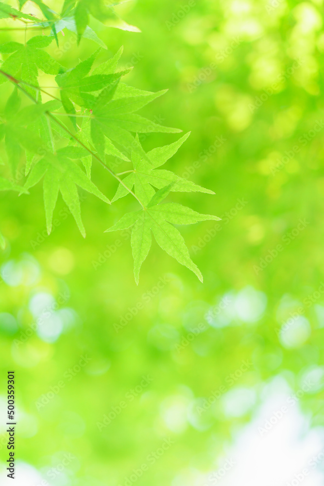 青もみじのやわらかいグリーン背景|縦構図 青もみじのやわらかいグリーン背景|縦構図