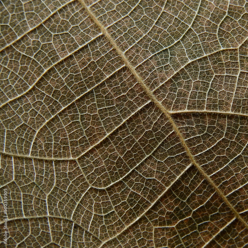 Fototapeta premium macro shot vein of dry leaf texture