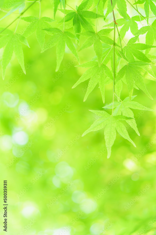 青もみじのやわらかいグリーン背景|縦構図 青もみじのやわらかいグリーン背景|縦構図