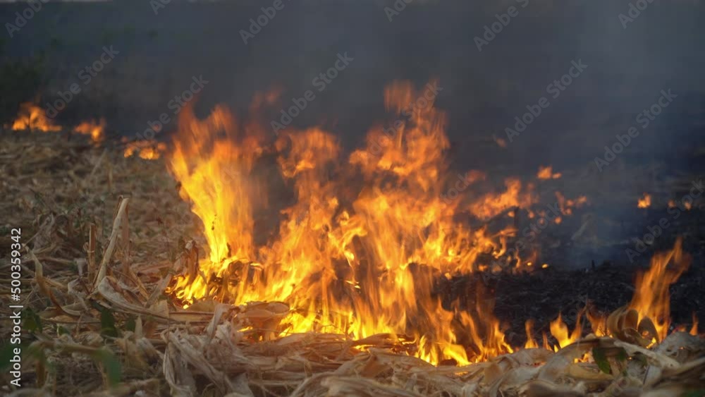 The destruction of forest for shifting cultivation. The destruction of forest for shifting cultivation.